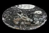 Round Fossil Goniatite Dish #73717-2
